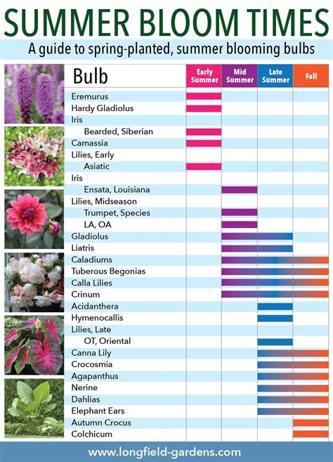 Top 10 Summer Bloom Times for Plants and Flowers