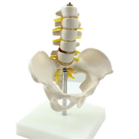 Buy Reduction of Human.Pelvis with Five Lumbar Vertebrae And Femoral ...