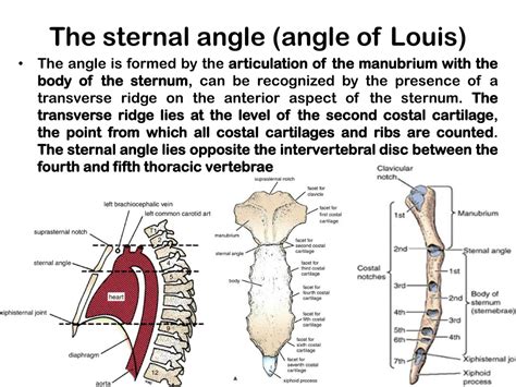 Angle Of Louis Anatomy