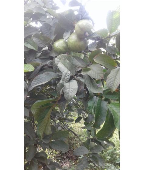 105 Acre Agri Fruits Farm For Sale Dindigul Tamilnadu