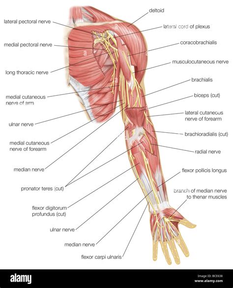 Nerves Of The Arm