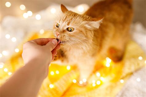 Can Cats Eat Honey? Benefits and Risks Explained