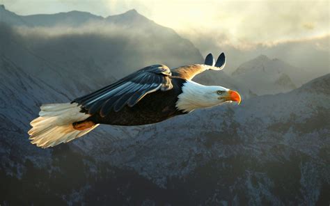 Bald Eagle Flying. - https://www.highdefwallpaper.com/animals/bald ...
