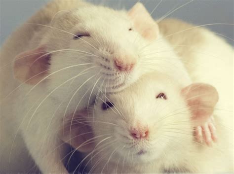 Rat Intelligence - Keeping Your Smart Rat Happy