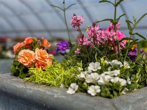 Planters 101: Quick Tips on Designing and Planting Annuals for Maximum ...