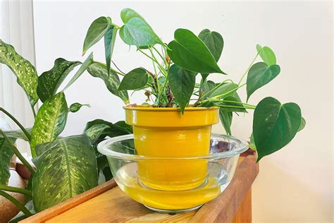 Watering - Houseplants for Beginners - LibGuides at St. Louis County Library