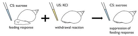 Another Example of Conditioned Taste Aversion: Case of Snails