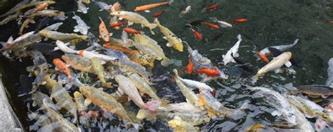 蒸馏水为什么不能养鱼，自来水养鱼怎么处理水 - 鱼百科