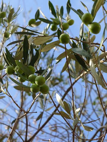 Olive Python Habitat 的图像结果