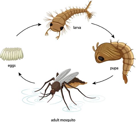 Insect Life Cycle Diagram