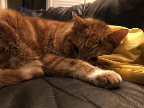 Soft kitty, warm kitty, little ball of fur! Happy kitty, sleepy kitty ...