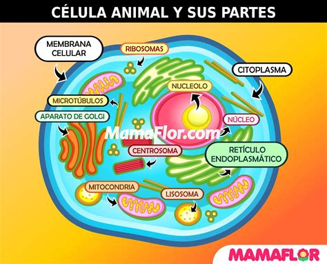 Cells In Spanish
