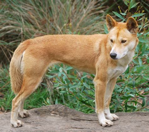 Here is a picture of a cute Dingo puppy. I took this picture in the ...