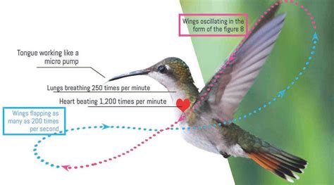 The Hummingbird: Small in Size, Great in Art - The Fountain Magazine