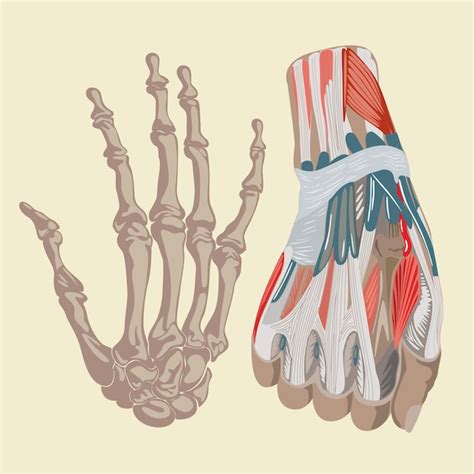 Image result for Hand Anatomy Tutorial