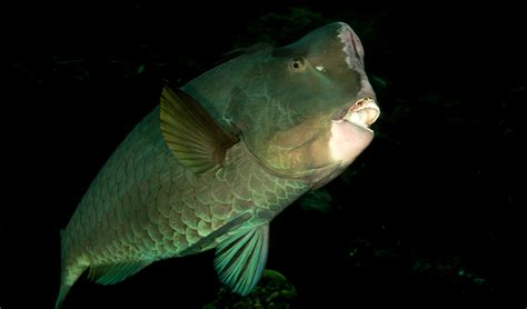 Green humphead parrotfish facts, distribution & population | BioDB