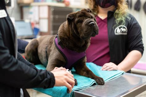 About Seattle Veterinary Associates - Seattle Vet