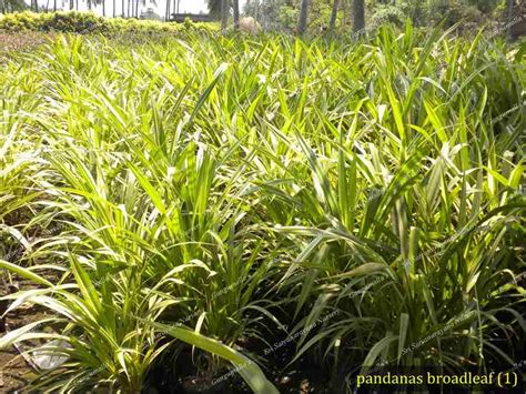 Best Nursery In Kadiyam -Sri Satyanarayana Nursery