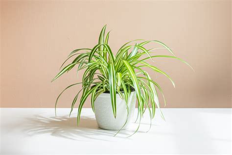 9 Fast-Growing Indoor Plants to Brighten Up Your Home