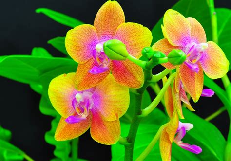 habrumalas: Orchids In Water Wallpaper Images