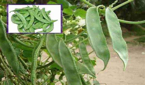 beans : చిక్కుడు కాయలు తింటే ఆరోగ్యానికి లాభాలెన్నో!.. |what-are-the ...