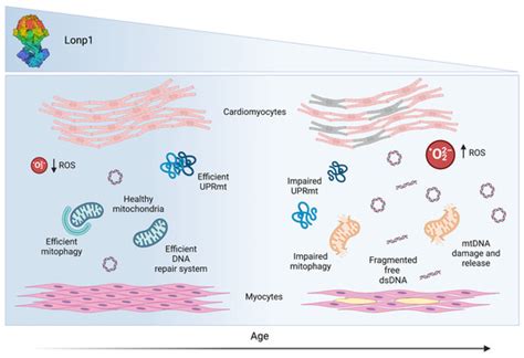 Antioxidants | Special Issue : Mitochondrial Functions and Oxidative ...