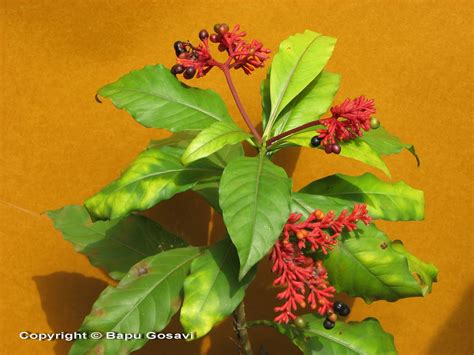 Rauwolfia serpentina | Flowering Plants and Pictures - family of rauwolfia