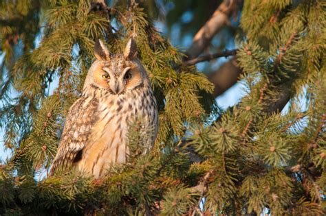 Owls In Ohio: All 12 Species In The Buckeye State