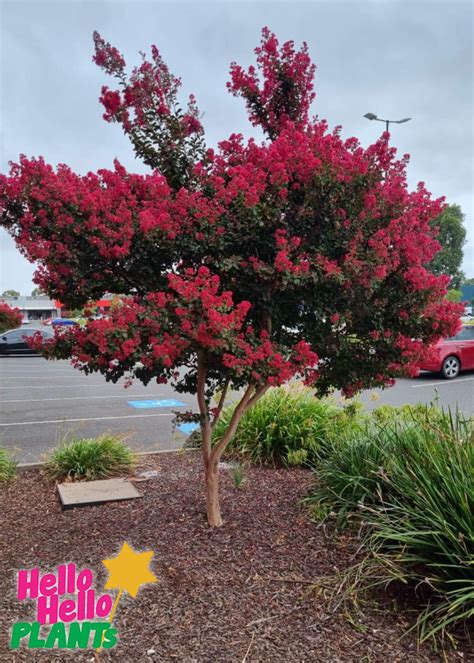 Miniature Crepe Myrtle Trees Lagerstroemia Strawberry Dazzle® (Crape