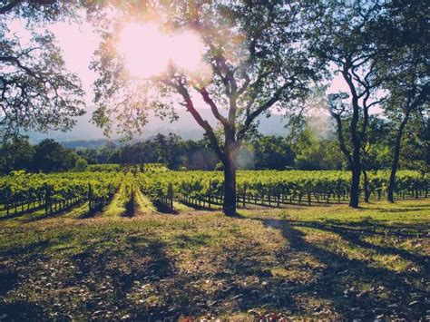 GRAPELINE WINE TOURS - SONOMA - What to Know Before You Go