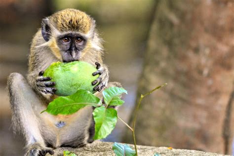 Top 10 Amazing Barbados Animals | Barbados Wildlife | Inspiring Travel