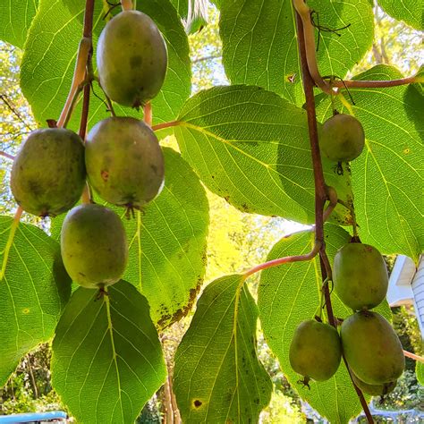 Hardy Kiwi – Anna Female (Actinidia Arguta) (vine) – Chesapeake Figs