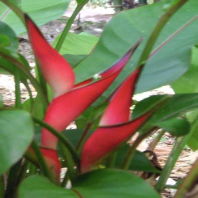 Jamaican Dwarf Heliconia (Heliconia stricta 'Jamaican Dwarf') – A Comp ...