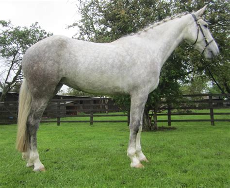 Irish Warmblood Horse at Jacob Bremer blog