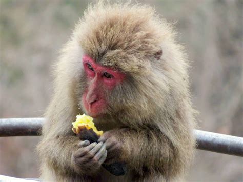 Snow Monkey Diet