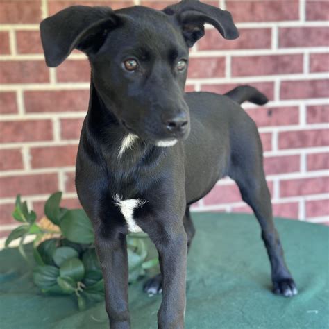 Dog for adoption - Willow $150.00, a Black Labrador Retriever & Hound ...