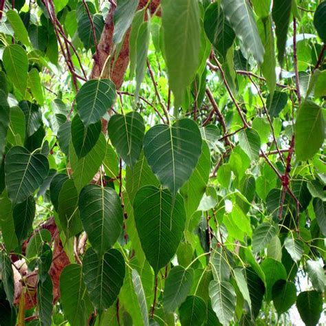 Ficus Religiosa/Peepal Tree - Avenue Trees – Exotic Space