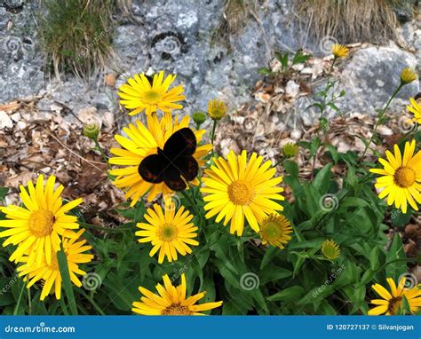 Yellow Mountains Flowers Attract Butterfly Stock Image - Image of ...
