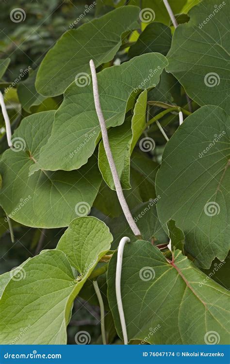 Hoja santa stock photo. Image of pepperleaf, cruz, flower - 76047174