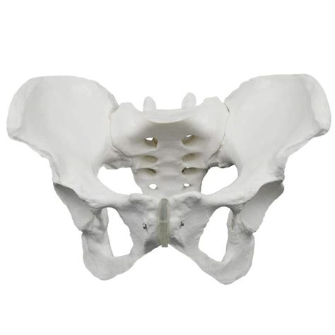 Buy Female Pelvis Skeletal Model - Female Pelvic Skeleton Anatomical ...