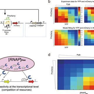 Image result for Resource Competition