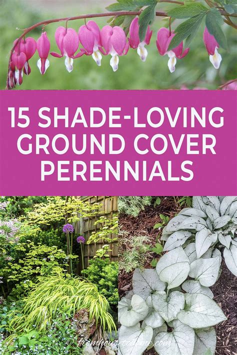 Ground Cover Plants For Shade (Perennials That Keep Weeds Down) | Shade ...
