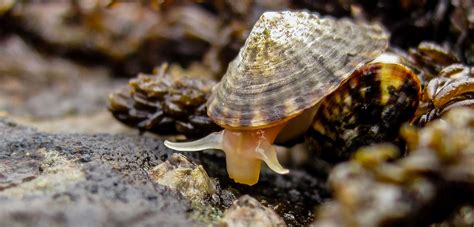 What Fish Eat Limpets: A Guide To Marine Predation