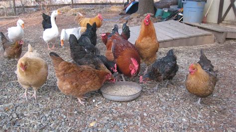 Calculating Livestock Feed: Will You Have Enough? - The Prepper Journal