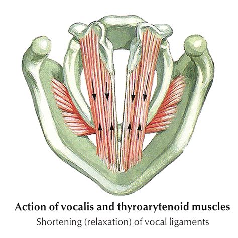 posterior cricoarytenoid muscles | The thyroarytenoid muscles and the ...
