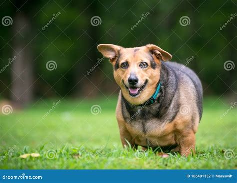 An Overweight Welsh Corgi Mixed Breed Dog Stock Photo - Image of ...