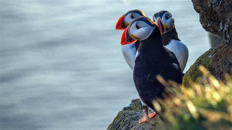 Best Places to See Puffins in Iceland | Iceland Tours - where to see puffins in ireland