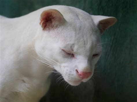 How Do Ocelots Reproduce