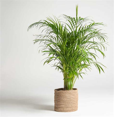 14 Types of Outdoor Potted Palms (with Pictures) - Plantglossary