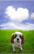 Image result for Very Cute Puppy